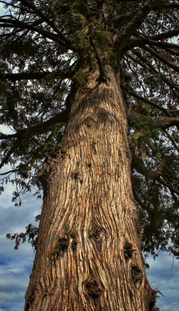 old cedar1500.jpg