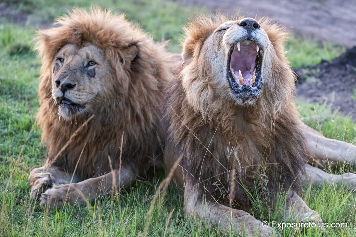 old male lions exposure tours.jpg