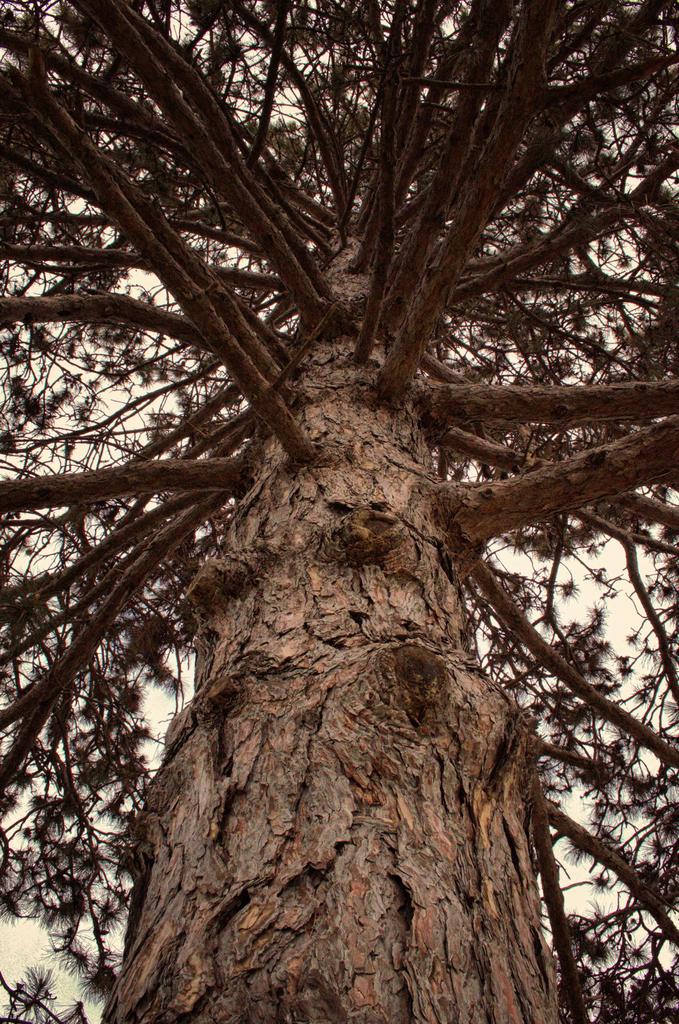 old Pine1500.jpg