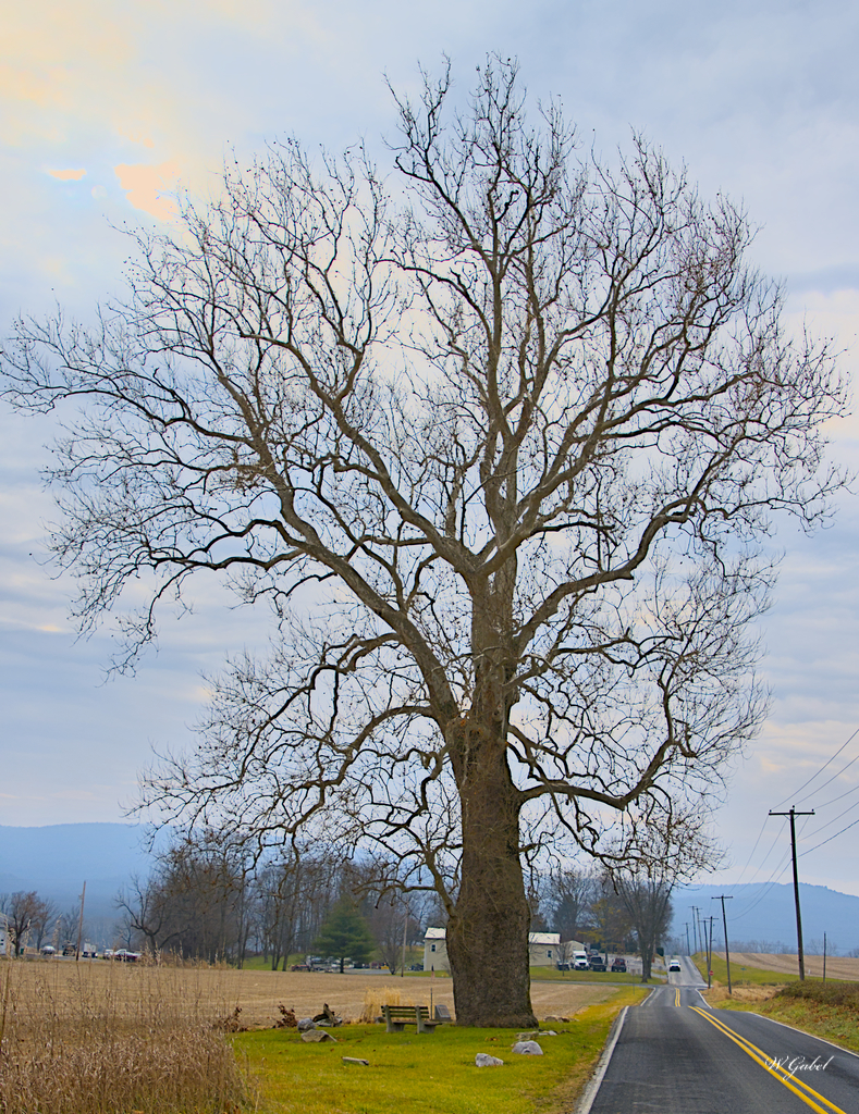 Old Sycamore .jpg