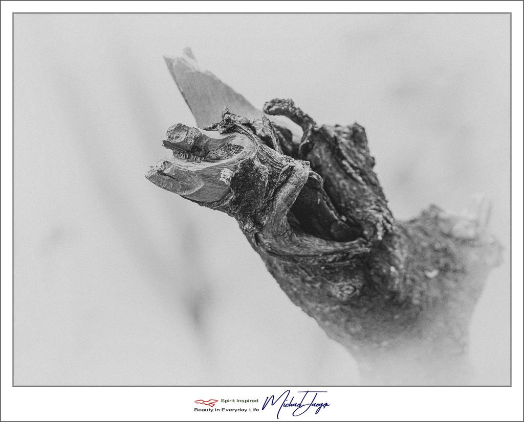 old-twig-1-2.jpg