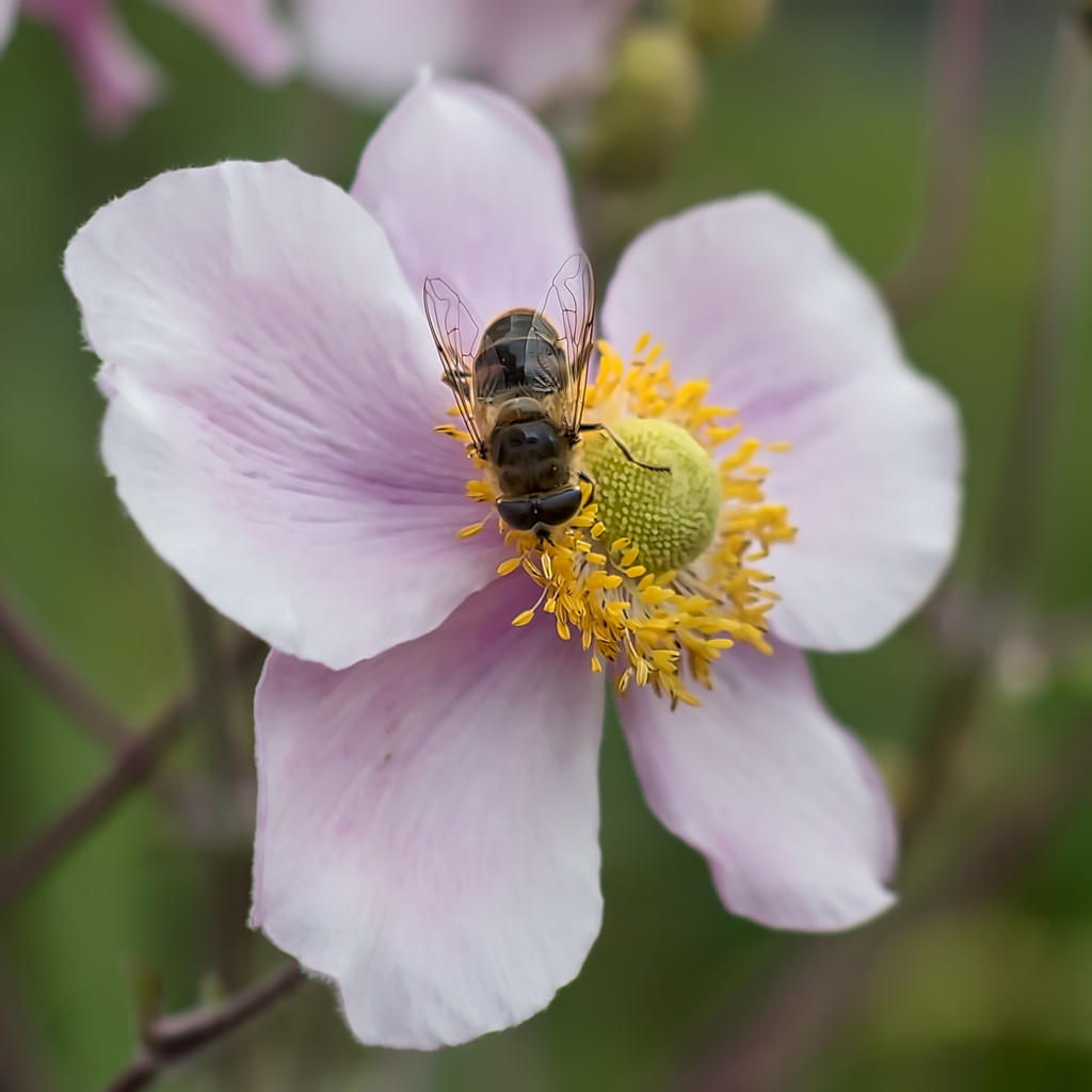 Oly-Bee.jpg