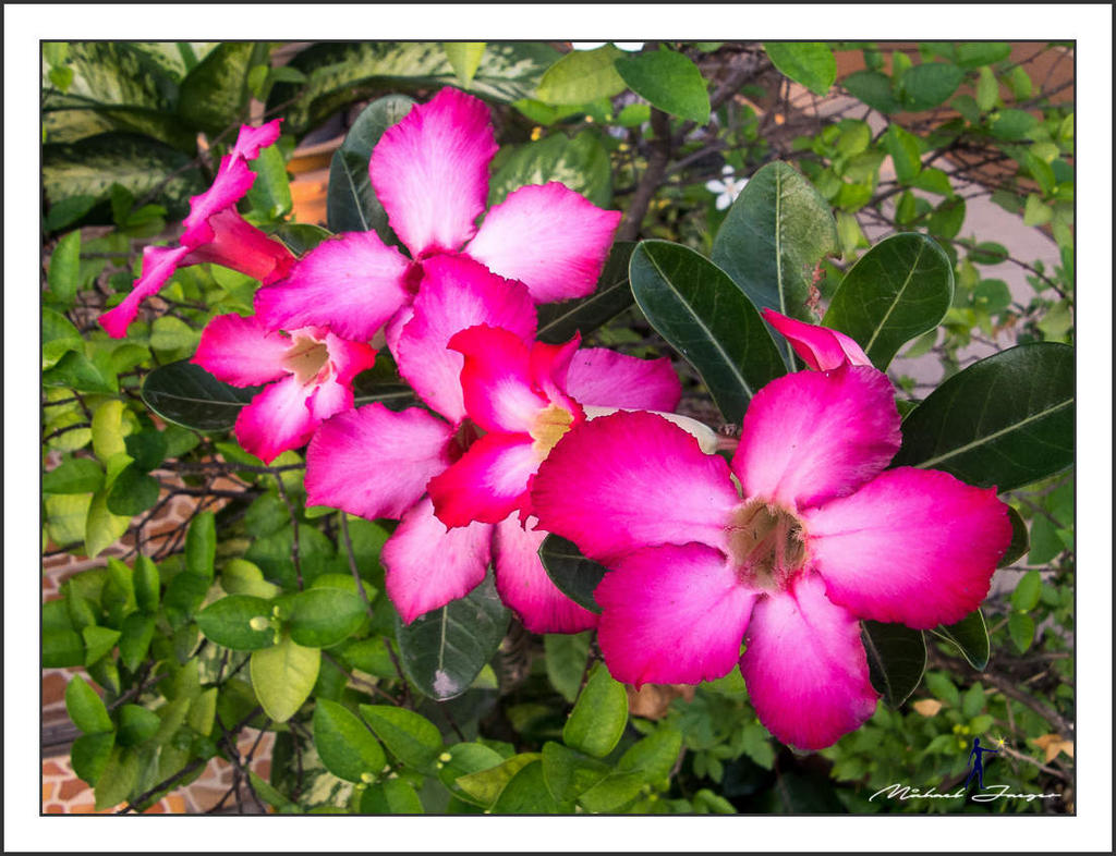 olympus-9mm-1.jpg