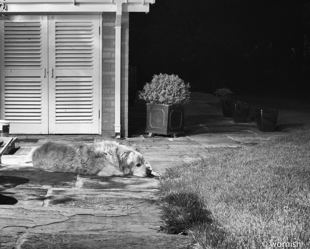 On Guard.jpg