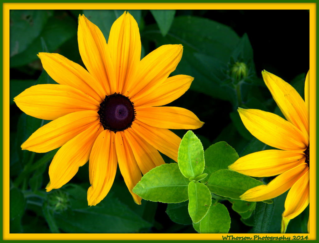 One and a half Gloriosa Daisies.jpg