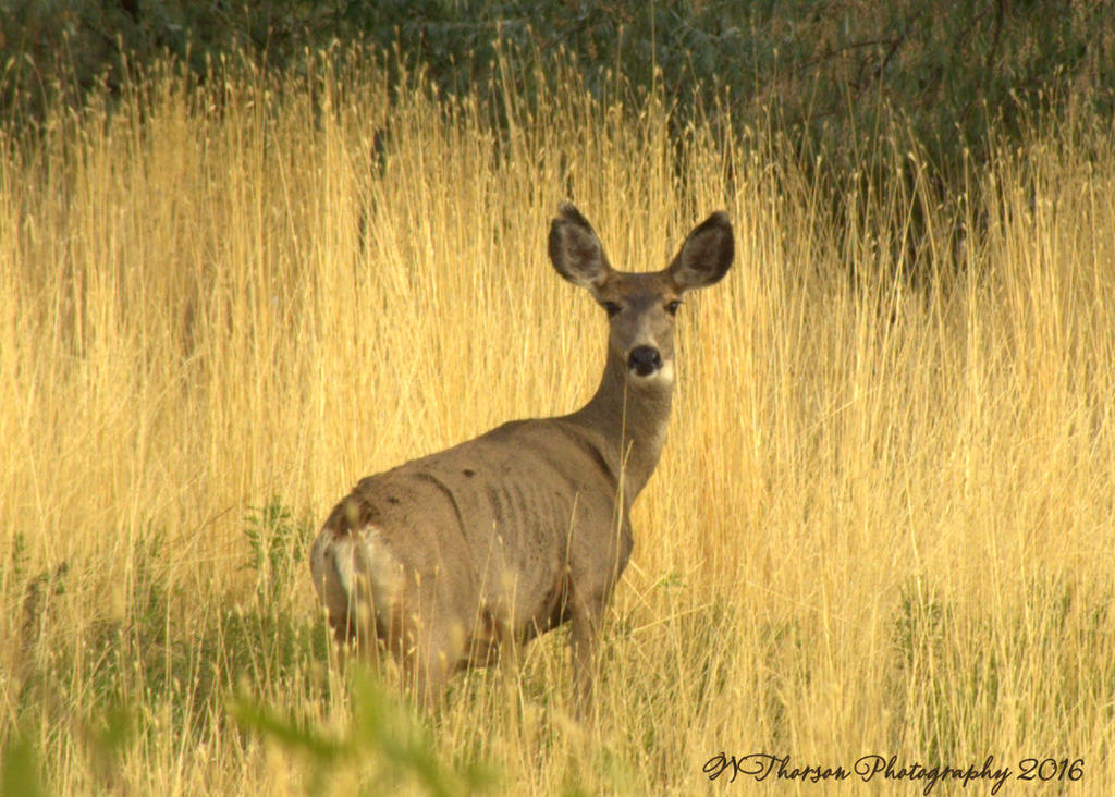 One Deer 10-10-2016.jpg