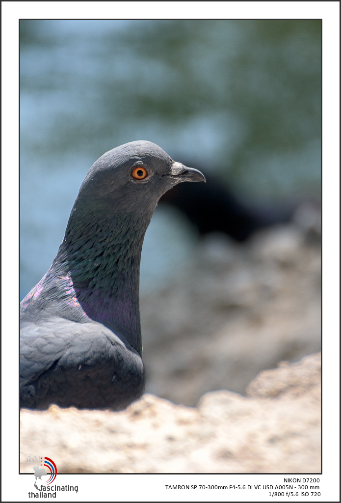 one-eye-1.jpg