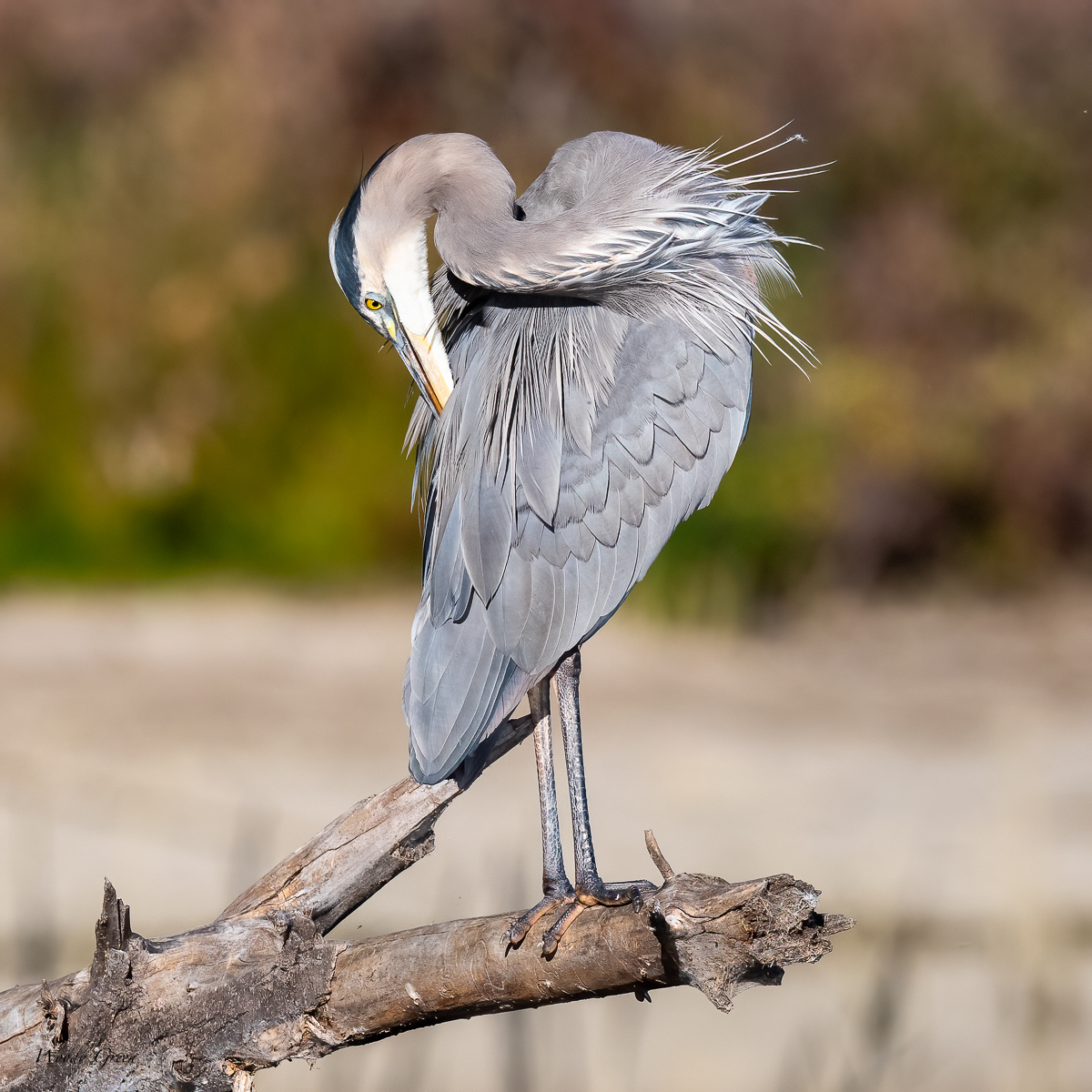 OneLegSet-3.jpg