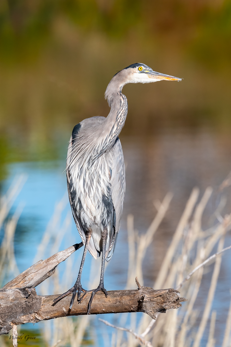 OneLegSet-5.jpg