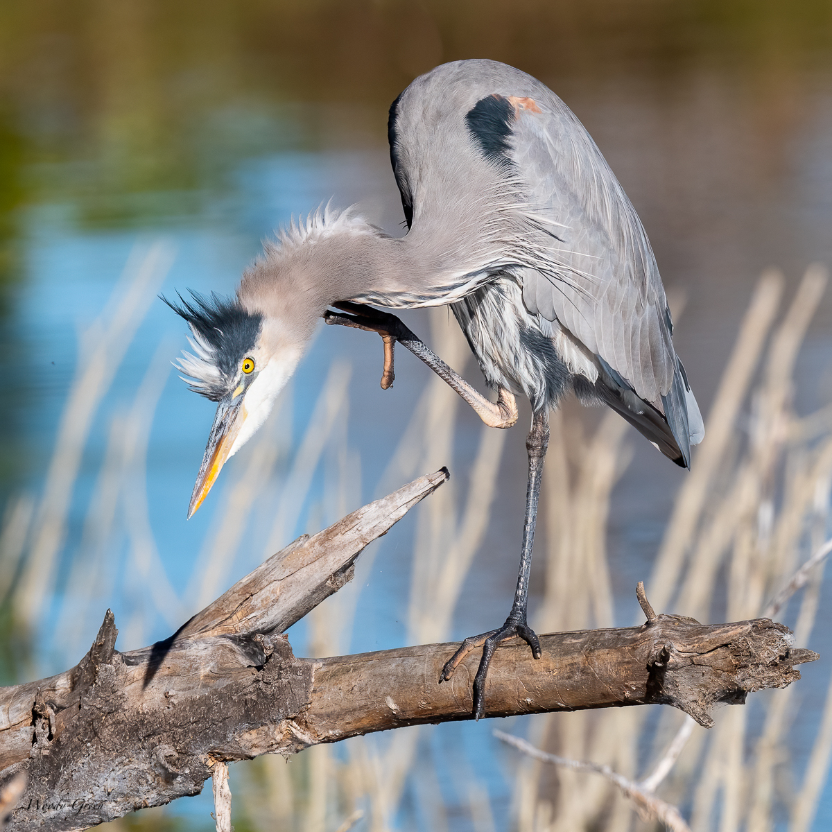 OneLegSet-6.jpg