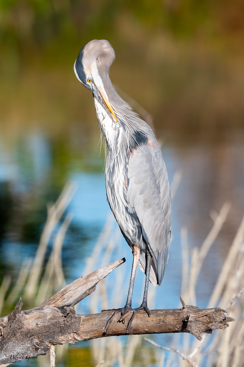 OneLegSet-7.jpg