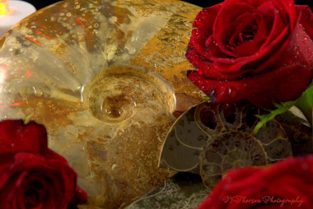Opalized Ammonite  #2 9-2-2016.jpg