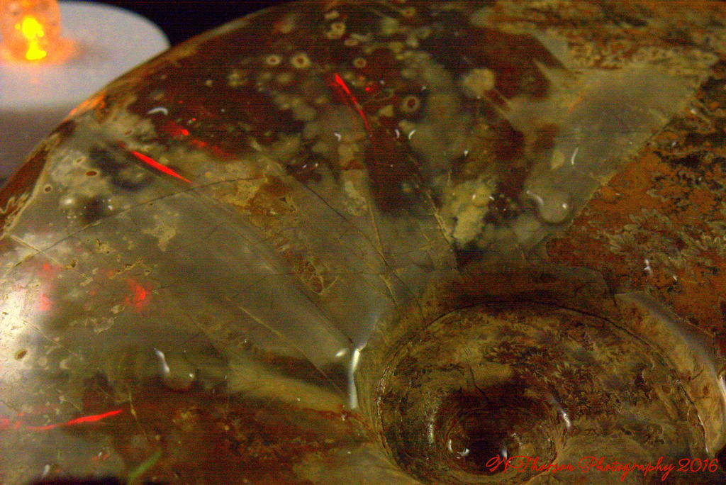Opalized Ammonite 9-2-2016.jpg