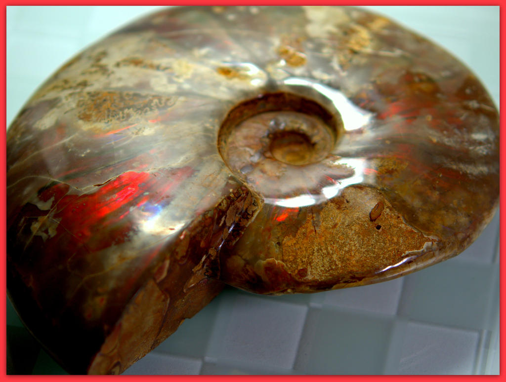 Opalized Ammonite.jpg