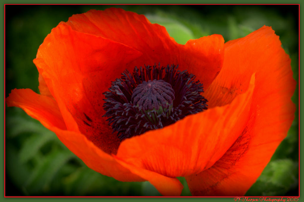 Open Red Poppy.jpg