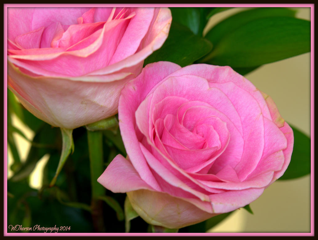 Open Roses.jpg