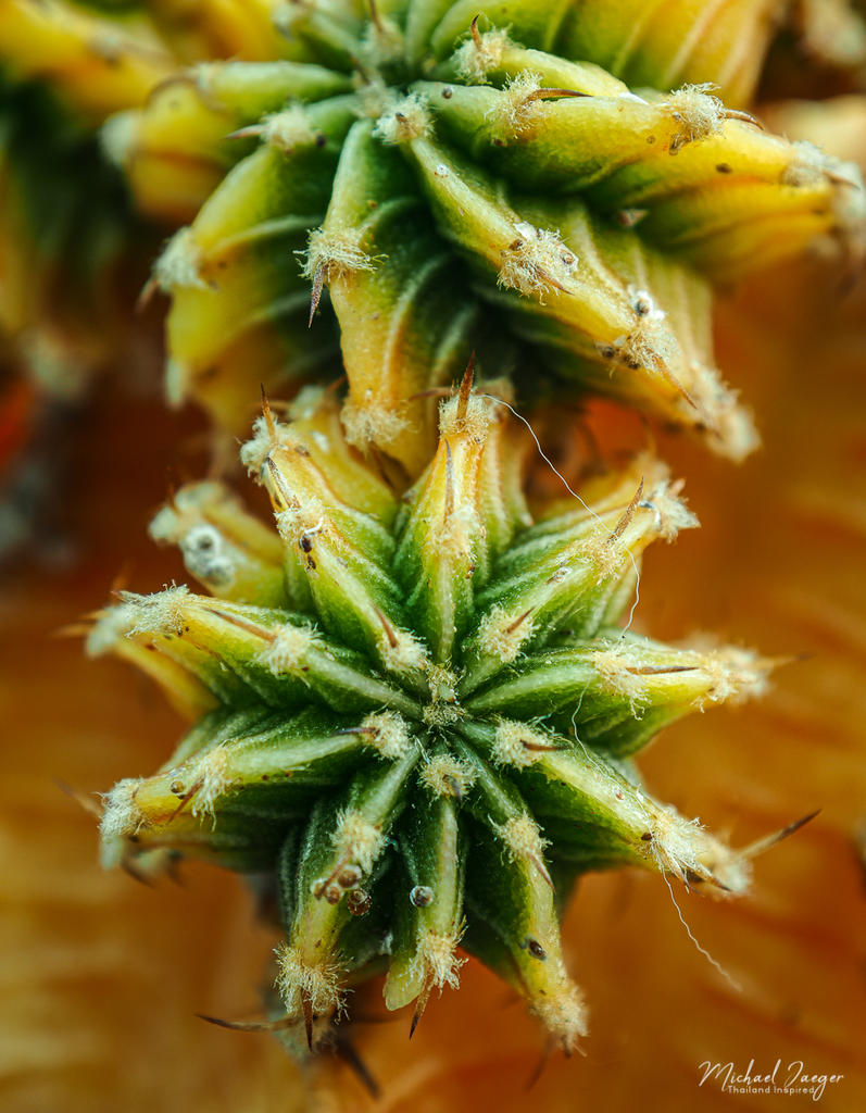 orane-cactus-1.jpg