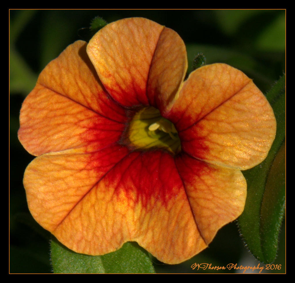 Orang Flower  5-22-2016.jpg
