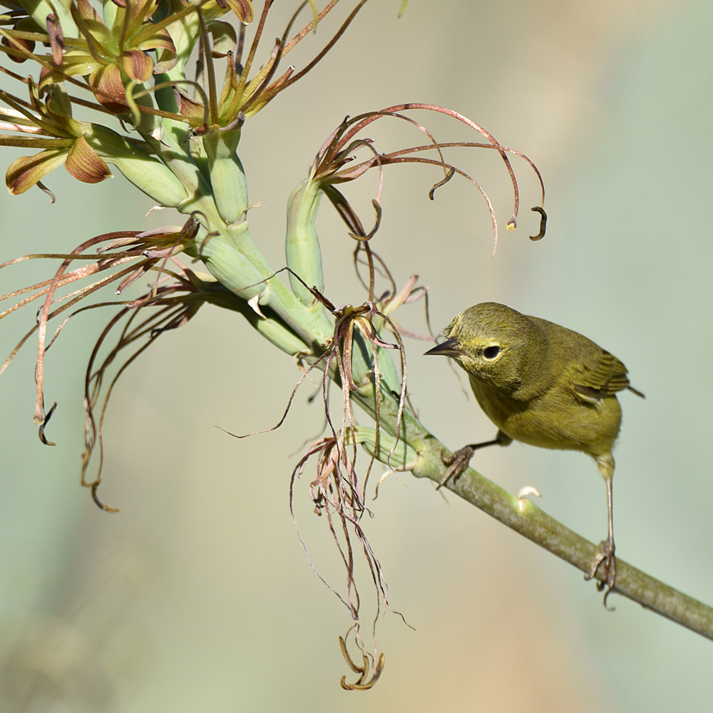 OrangCrownWarbler.jpg