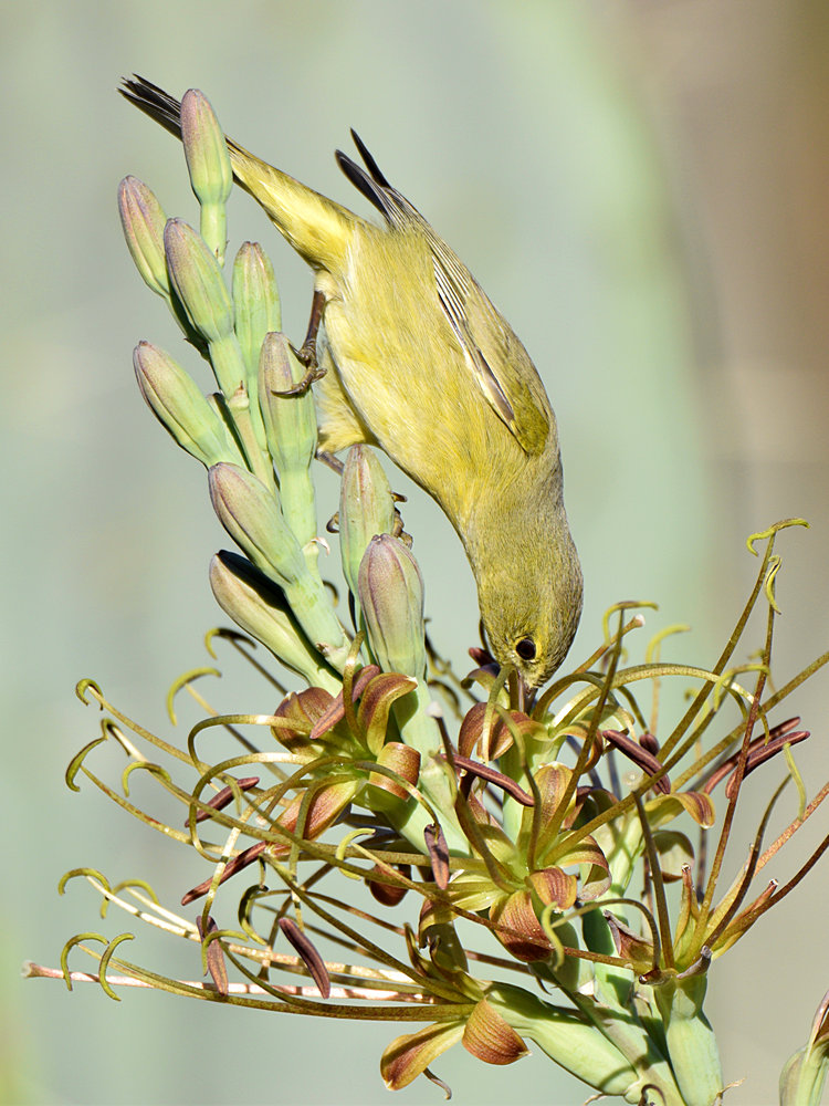 OrangCrownWarbler4.jpg