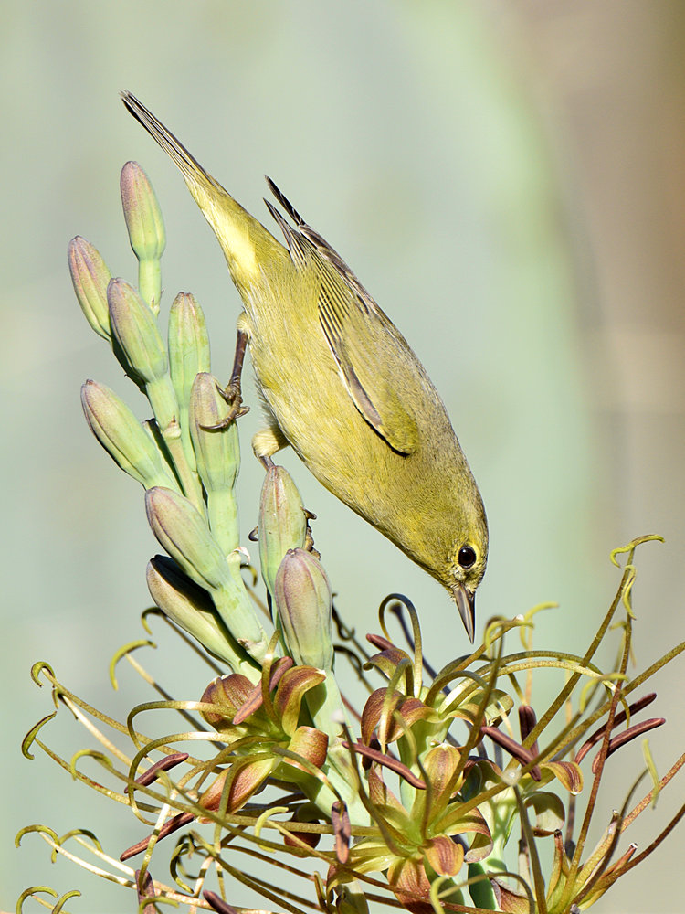 OrangCrownWarbler5.jpg