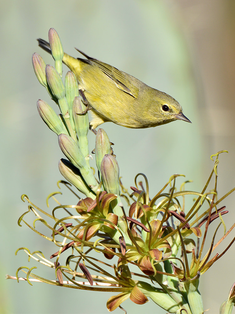 OrangCrownWarbler6.jpg