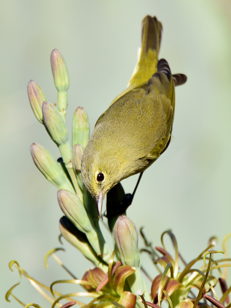 OrangCrownWarbler7.jpg