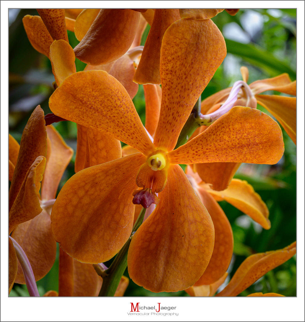 orange-1-2.jpg