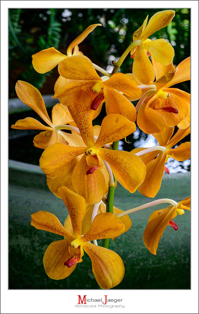 orange-1.jpg