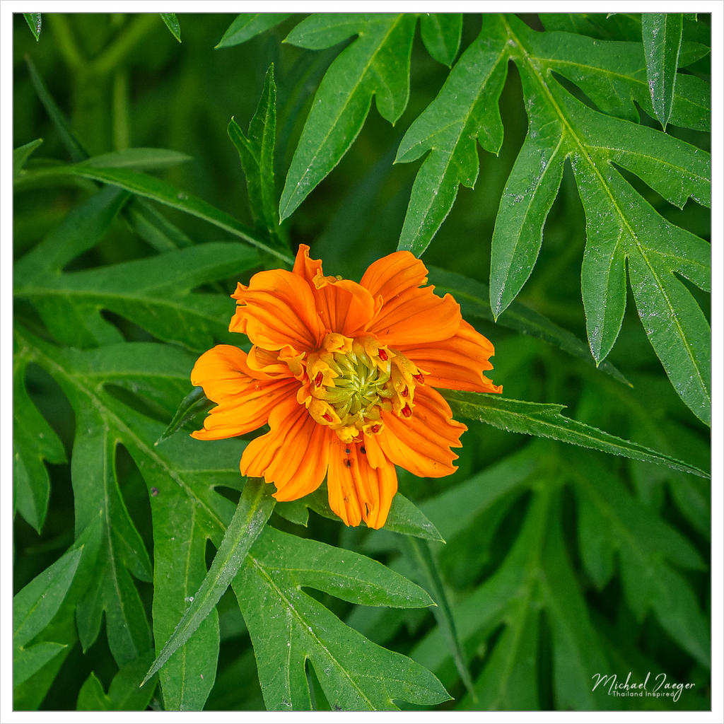 orange-1.jpg