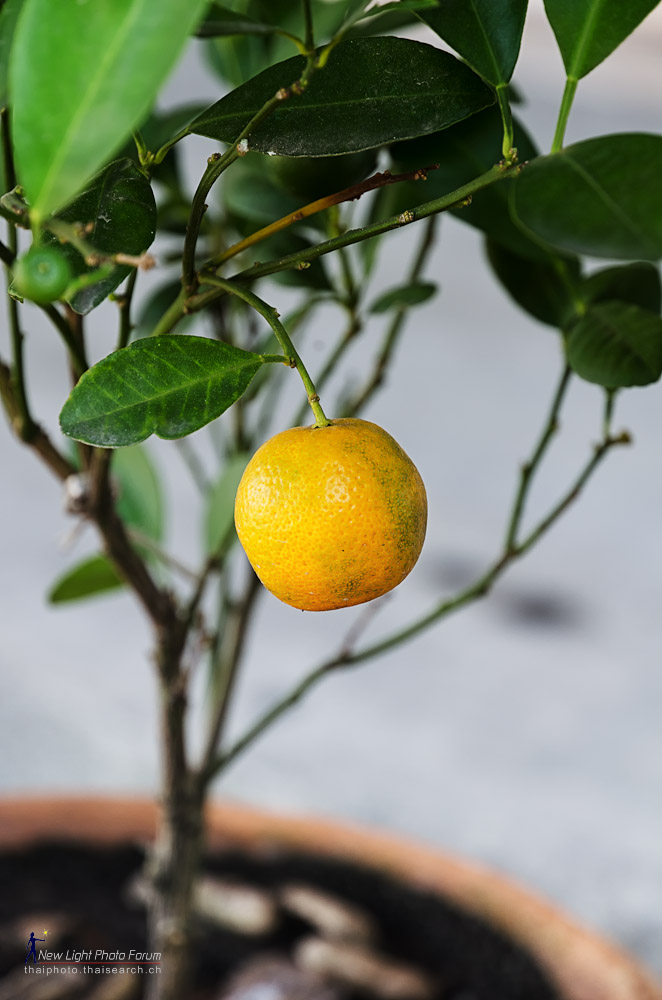 orange-1.jpg