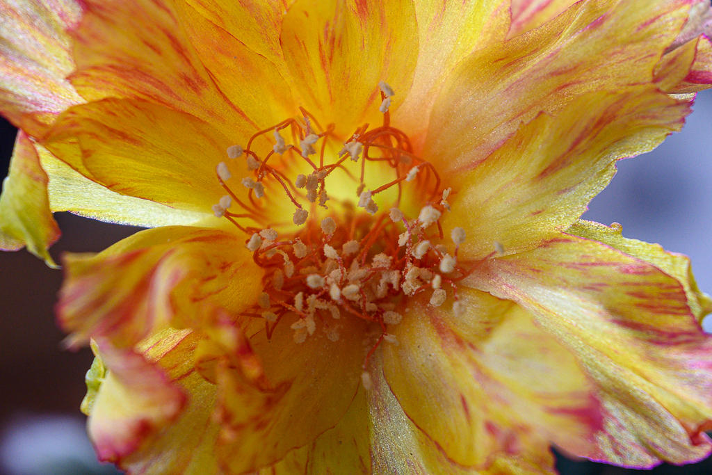 orange-2.jpg