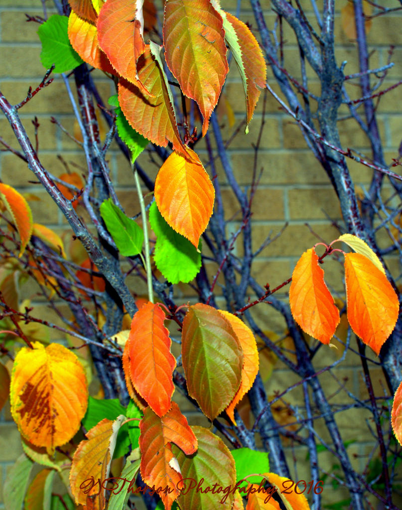 Orange and Green Leaves 10-24-2016.jpg