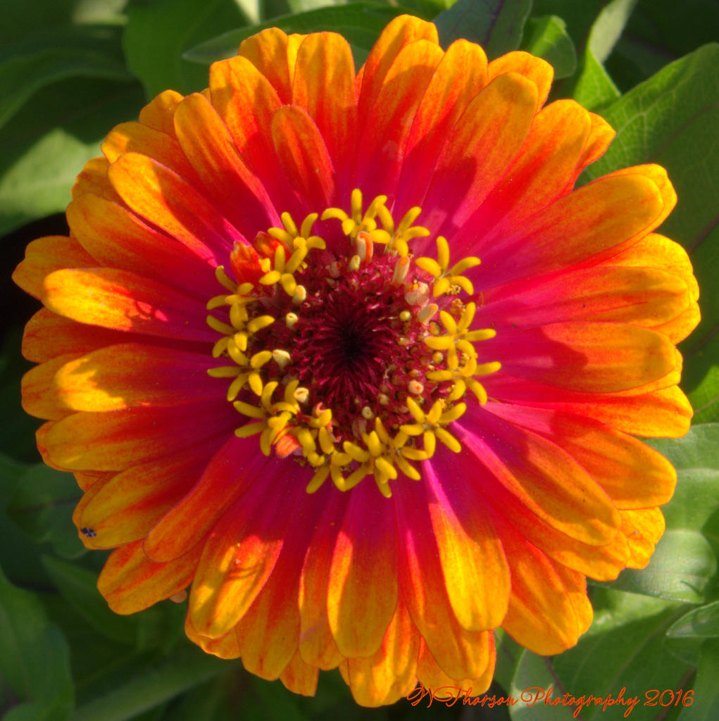 Orange and Pink Zinnia 7-17-2016.jpg