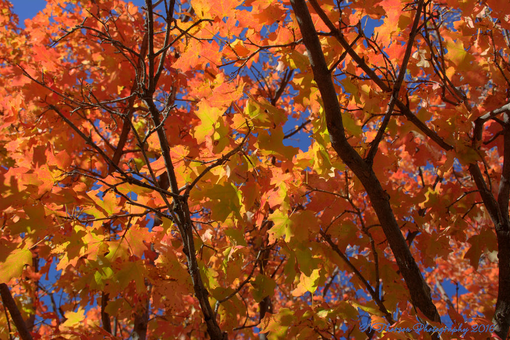 Orange and Yellow Tree 10-1-2016.jpg