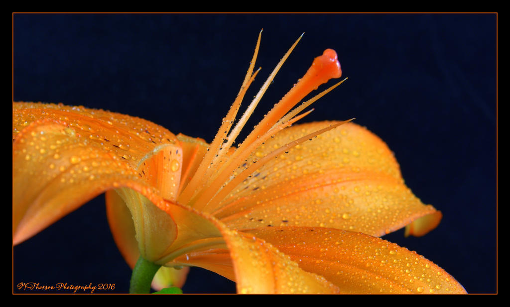 Orange Asiatic lily #1  5-13-2016.jpg