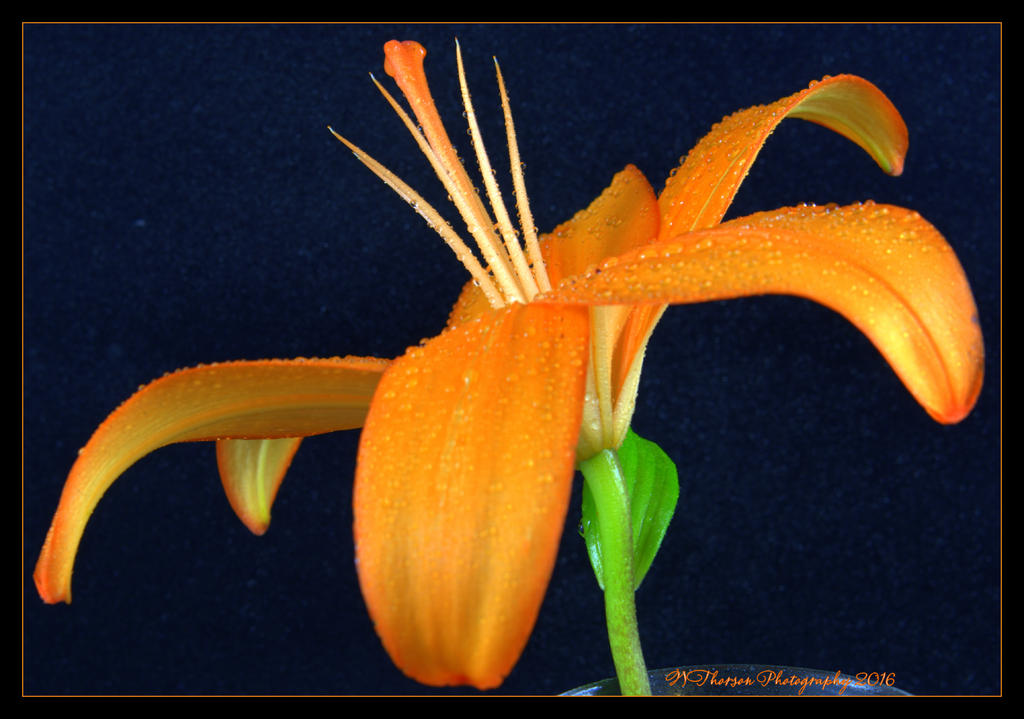 Orange Asiatic Lily #2  5-13-2016.jpg