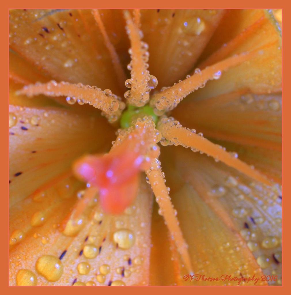 Orange Asiatic Lily Close Up  5-13-2016.jpg