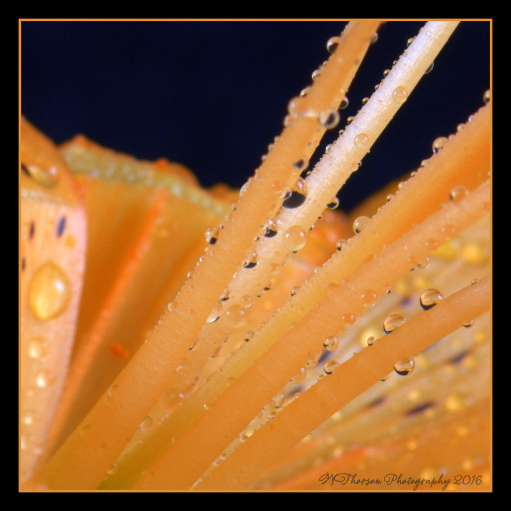 Orange Asiatic Lily Stamens with Water Drops 5-13-2016.jpg