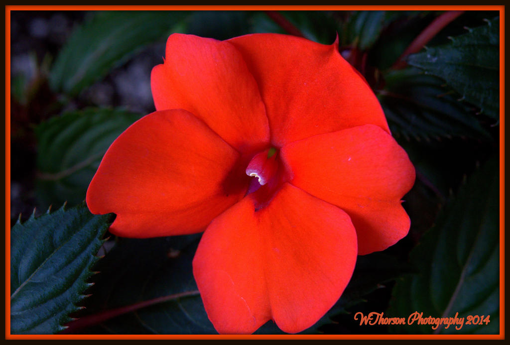 Orange Begonia.jpg