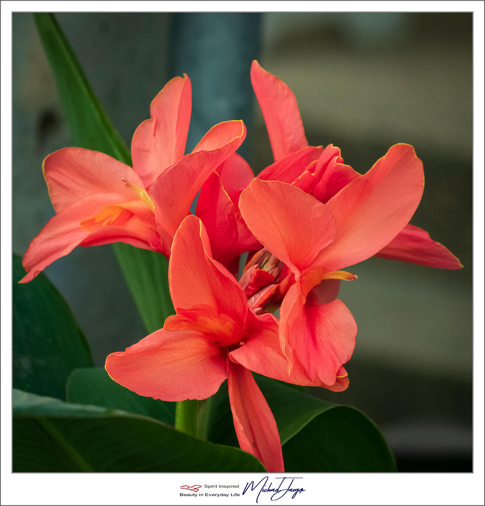 orange-blossom-1.jpg