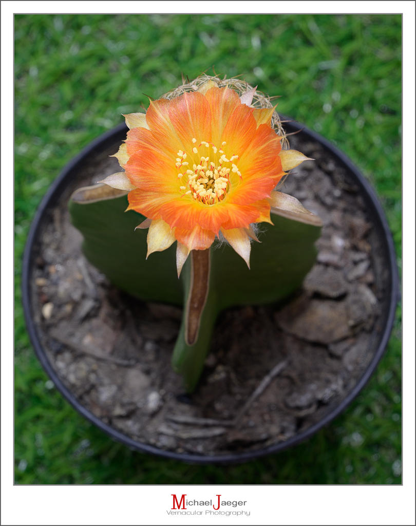 orange-blossom-cactus-1.jpg