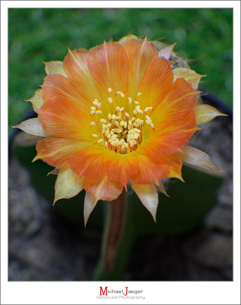 orange-blossom-cactus-2.jpg