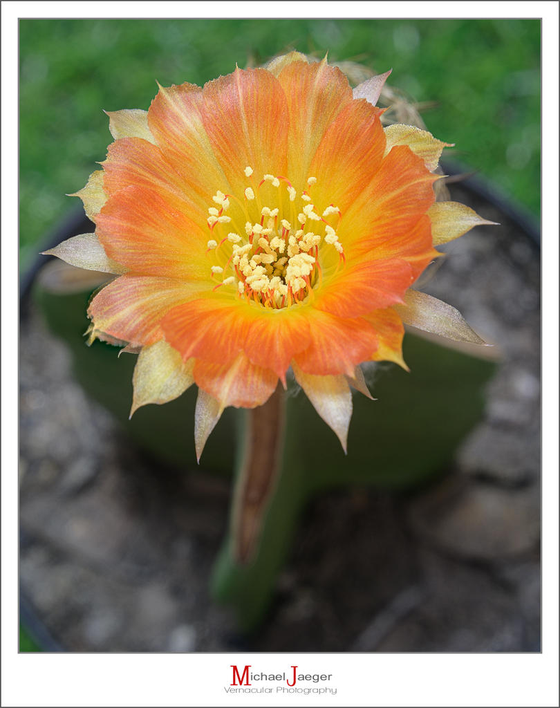 orange-blossom-cactus-3.jpg