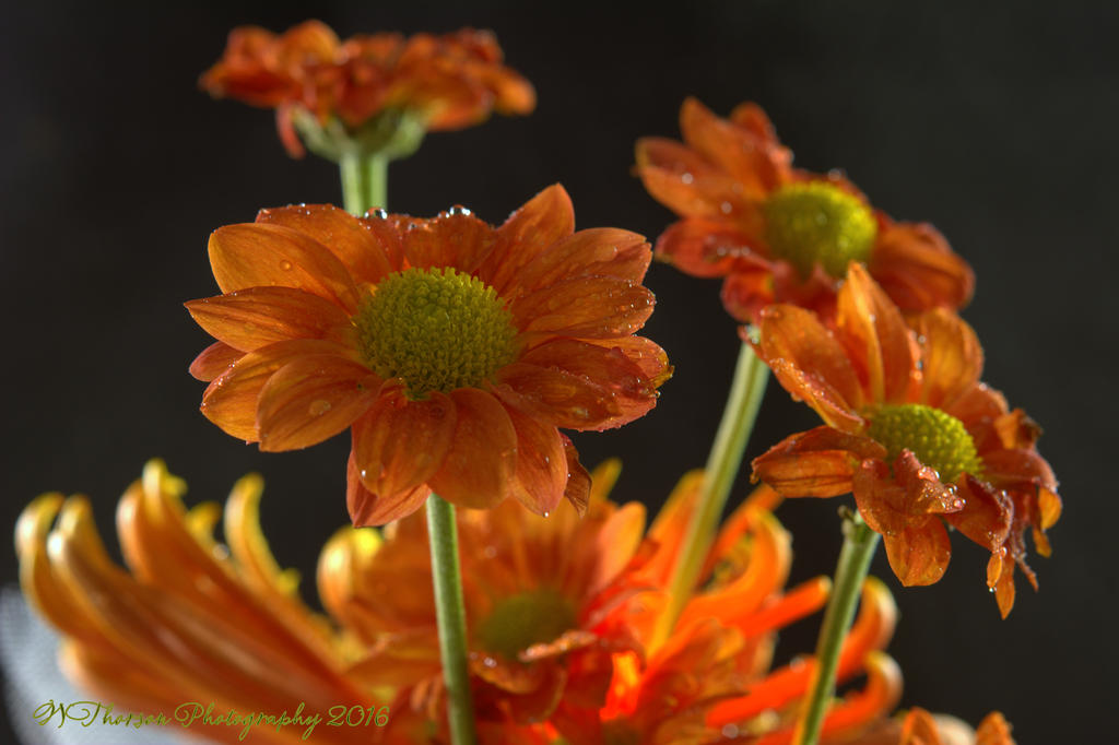 Orange Bouquet #2 11-2-2016.jpg