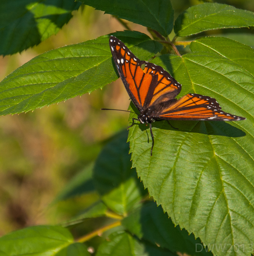 orange butterfly (1 of 1).jpg