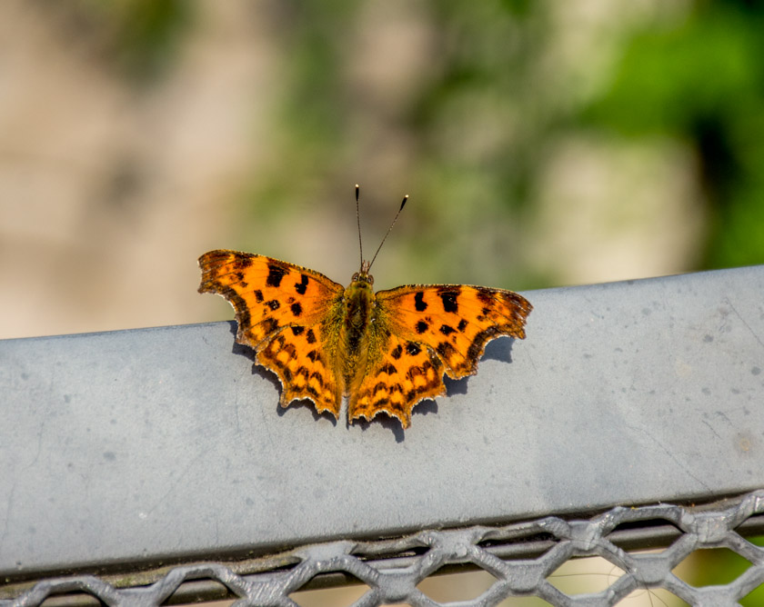 Orange Butterfly.jpg