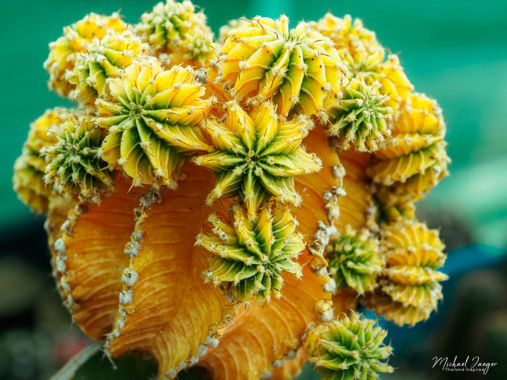orange-cactus-1.jpg