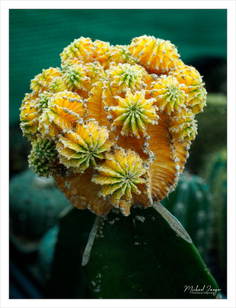 orange-cactus.jpg
