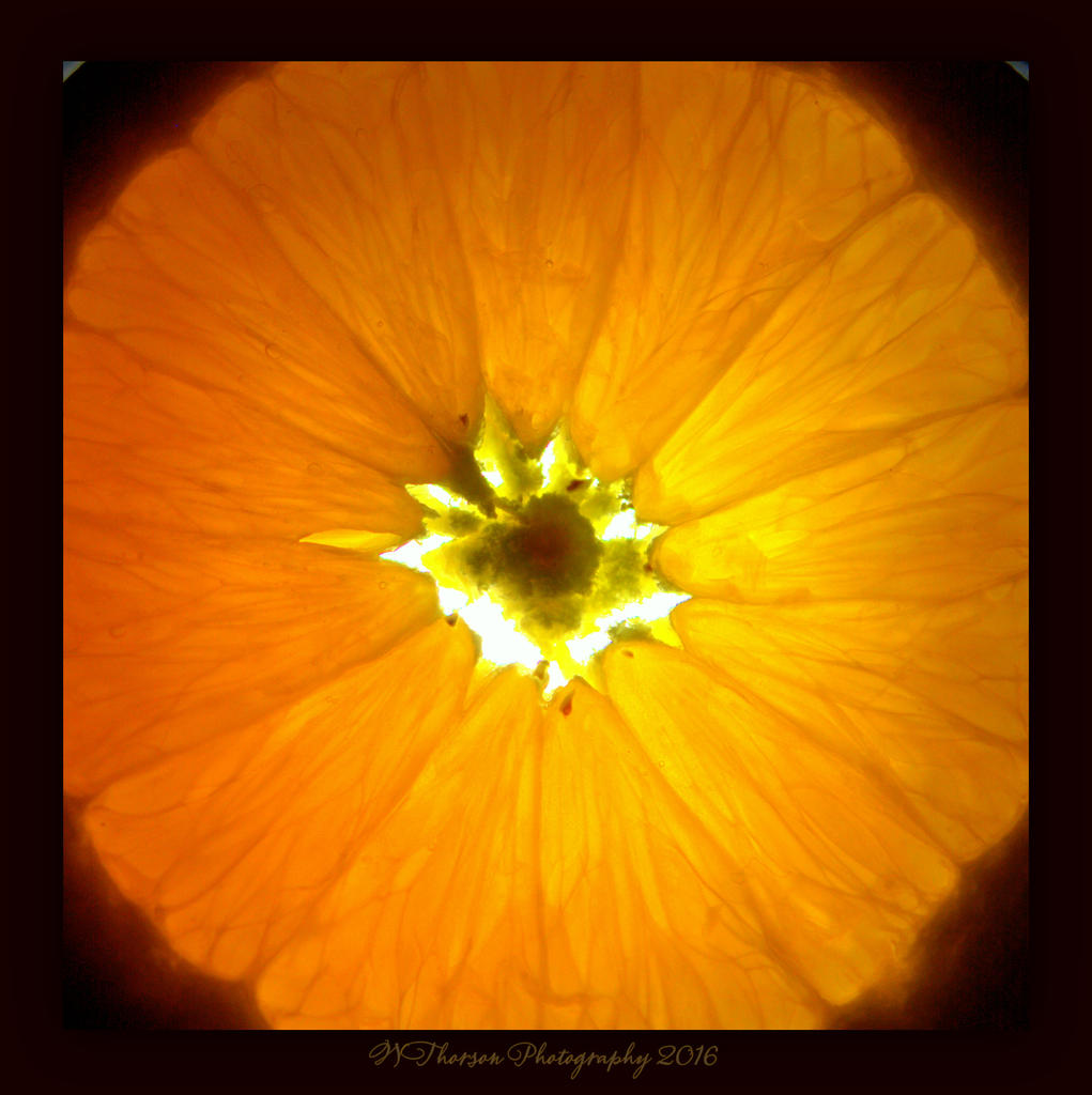 Orange Close Up 4-7-2016.jpg